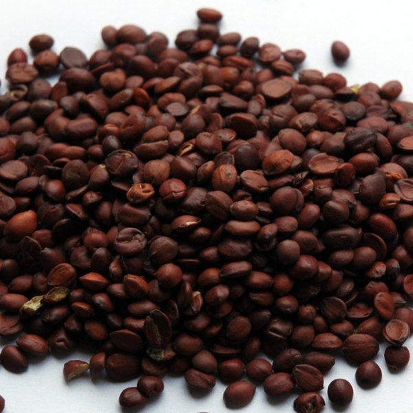 Wilde Dornkirschensamen Zizyphi spinosae semen, 酸枣仁 Suan Zao Ren, 50 g